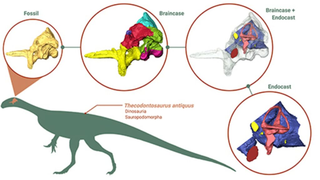 Les scientifiques ont pu reconstituer le cerveau du Thecodontosaurus grâce à une technique d'imagerie très perfectionnée. // Source : Antonio Ballell with BioRender.com, Thecodontosaurus silhouette from PhyloPic.org Les scientifiques ont pu reconstituer le cerveau du Thecodontosaurus grâce à une technique d'imagerie très perfectionnée. // Source : Antonio Ballell with BioRender.com, Thecodontosaurus silhouette from PhyloPic.org