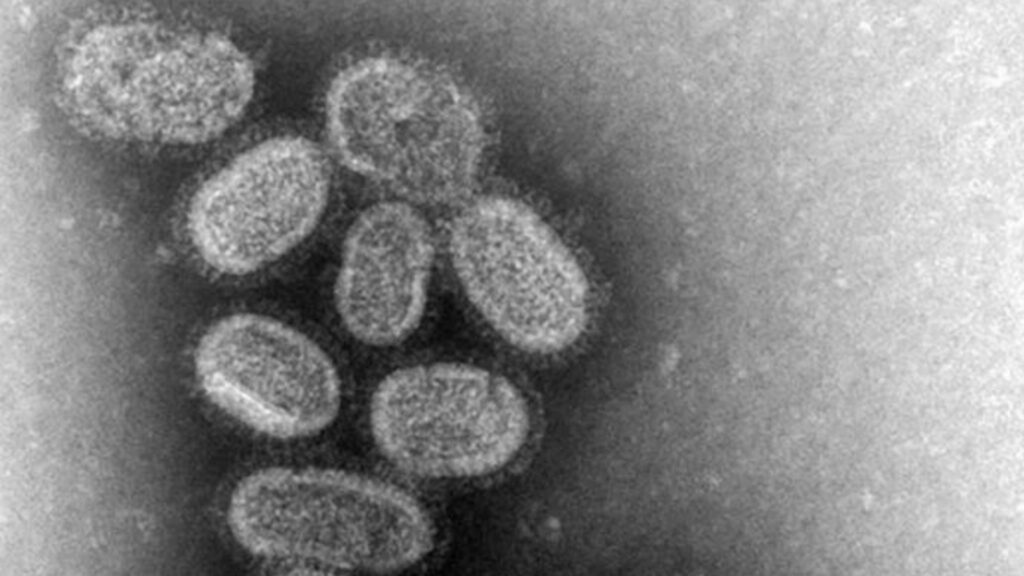 Virus de la grippe. // Source : CDC Virus de la grippe. // Source : CDC