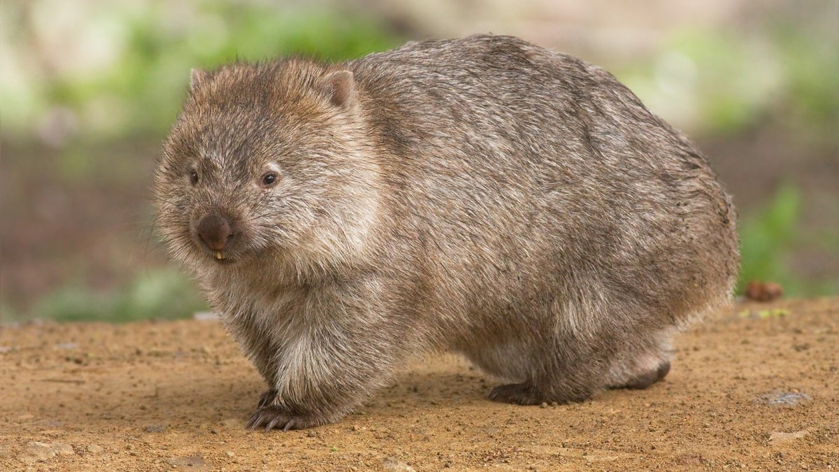 Un wombat // Source : JJ Harrison / Wikimedia Commons Un wombat // Source : JJ Harrison / Wikimedia Commons
