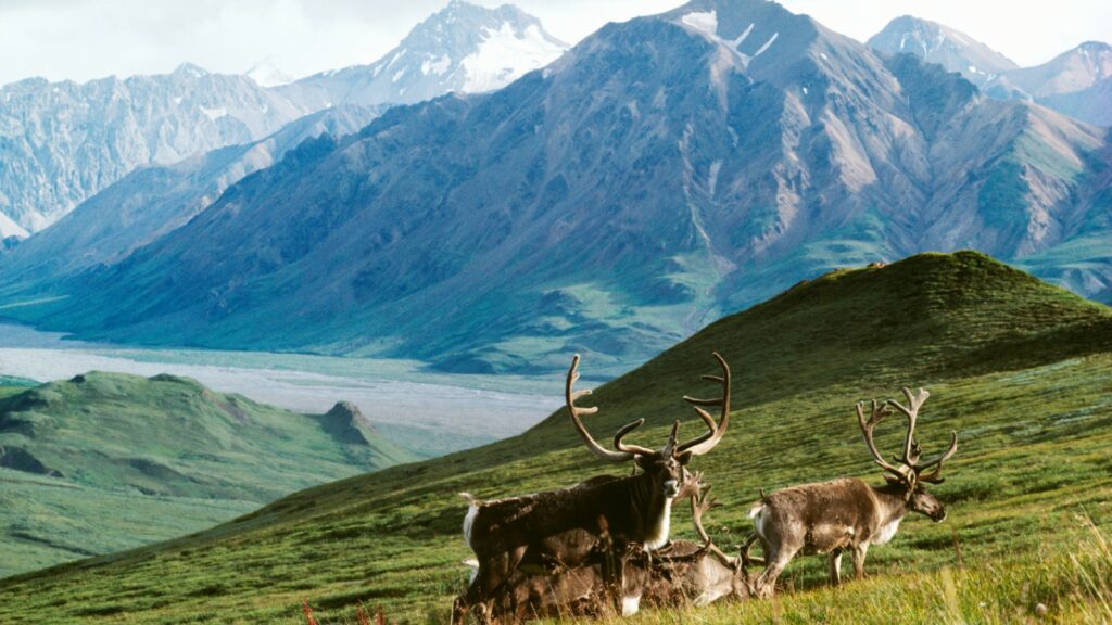 Des caribous, au refuge de la faune arctique de l'Alaska. // Source : Alaska Conservation Foundation Des caribous, au refuge de la faune arctique de l'Alaska. // Source : Alaska Conservation Foundation