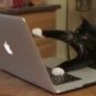 Les pitis chats faites attention aux phishings !! // Source : Computer cat meme Les pitis chats faites attention aux phishings !! // Source : Computer cat meme