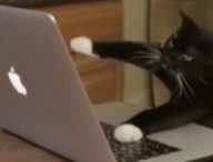 Les pitis chats faites attention aux phishings !! // Source : Computer cat meme