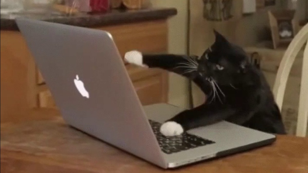 Les pitis chats faites attention aux phishings !! // Source : Computer cat meme Les pitis chats faites attention aux phishings !! // Source : Computer cat meme