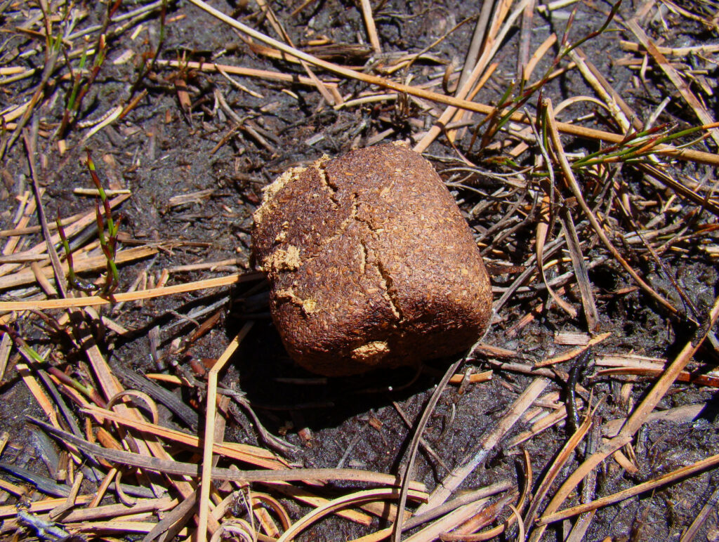 Une crotte carrée de Wombat // Source : Bjørn Christian Tørrissen / Wikimedia Commons Une crotte carrée de Wombat // Source : Bjørn Christian Tørrissen / Wikimedia Commons