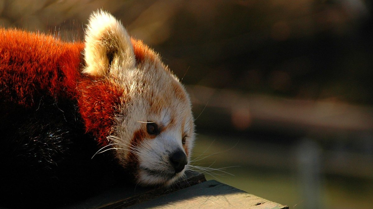 Un panda roux. // Source : Flickr/CC/Jakub Steiner (photo recadrée) Un panda roux. // Source : Flickr/CC/Jakub Steiner (photo recadrée)
