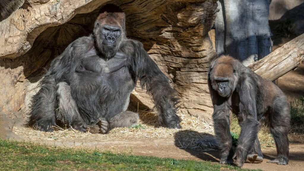 Deux des gorilles du Zoo de San Diego. // Source : San Diego Zoo Deux des gorilles du Zoo de San Diego. // Source : San Diego Zoo