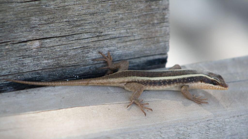 Lézard Mabuya. // Source : Wikimedia/CC/Ludo29 (photo recadrée)