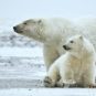 Ours polaires en Alaska, dans le refuge de la faune arctique. // Source : Alan D. Wilson / Wikimedia Ours polaires en Alaska, dans le refuge de la faune arctique. // Source : Alan D. Wilson / Wikimedia