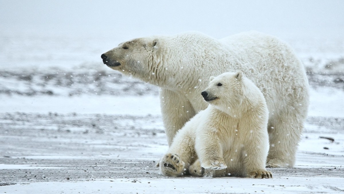 Ours polaires en Alaska, dans le refuge de la faune arctique. // Source : Alan D. Wilson / Wikimedia Ours polaires en Alaska, dans le refuge de la faune arctique. // Source : Alan D. Wilson / Wikimedia