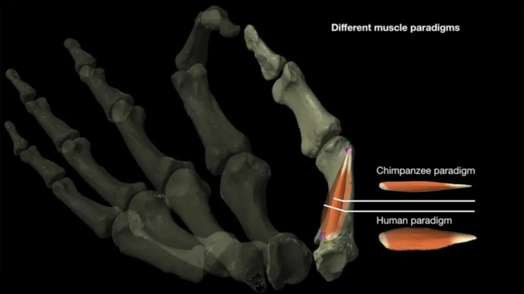 La dextérité humaine du pouce est plus importante que chez le chimpanzé. // Source : Current Biology La dextérité humaine du pouce est plus importante que chez le chimpanzé. // Source : Current Biology