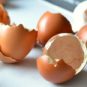 Coquilles de poussins. // Source : Pixabay (photo recadrée) Coquilles de poussins. // Source : Pixabay (photo recadrée)
