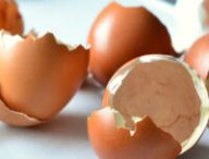 Coquilles de poussins. // Source : Pixabay (photo recadrée)