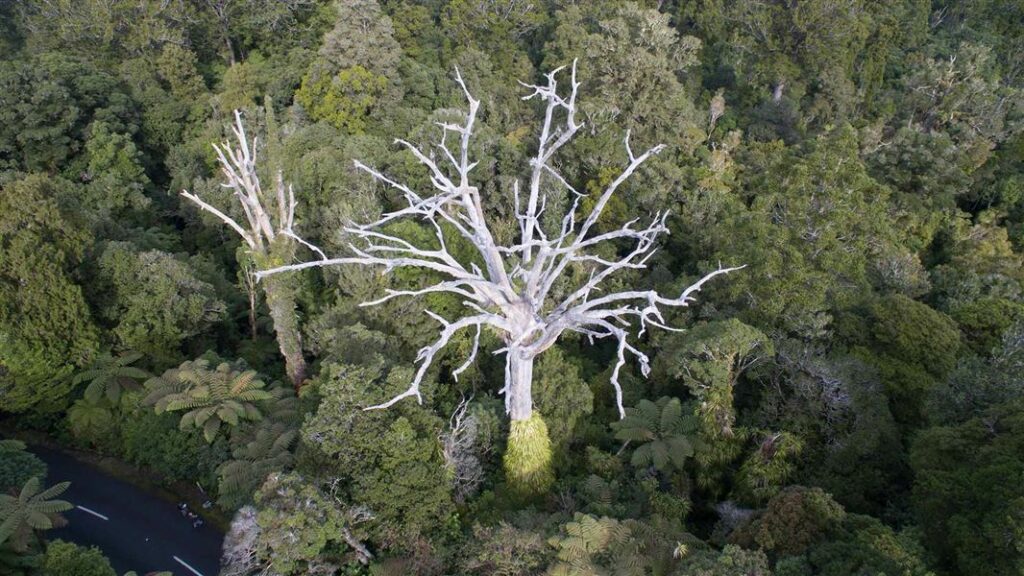 Arbre Kauri mort. // Source : Gouvernement néo-zélandais