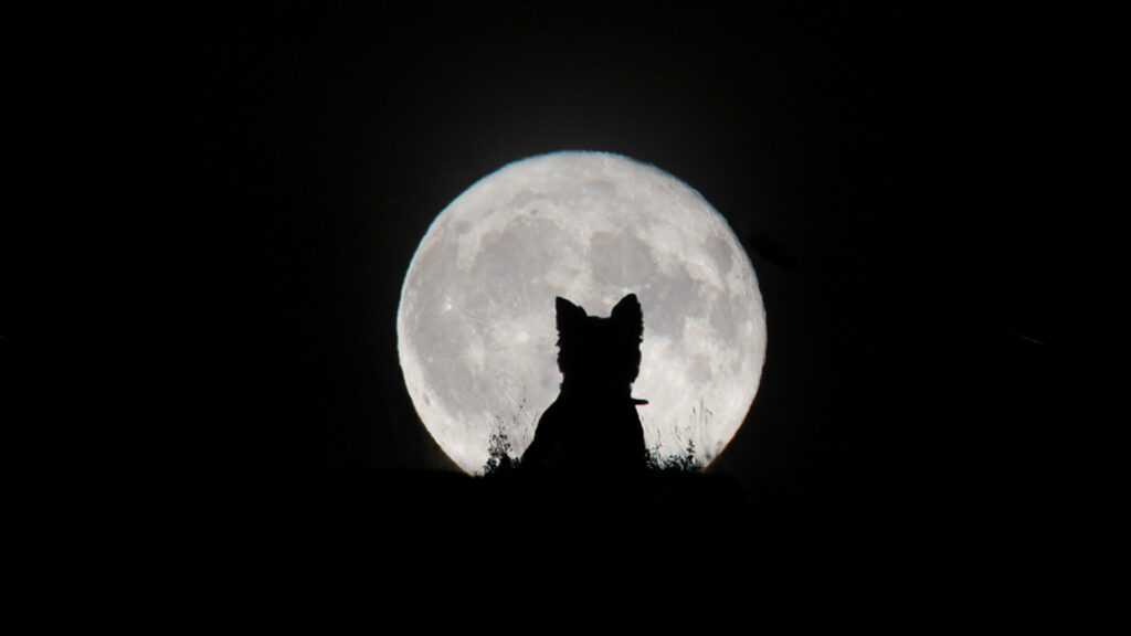 Ceci n'est pas un loup-garou. // Source : Kirsty Paton (photo recadrée) Ceci n'est pas un loup-garou. // Source : Kirsty Paton (photo recadrée)
