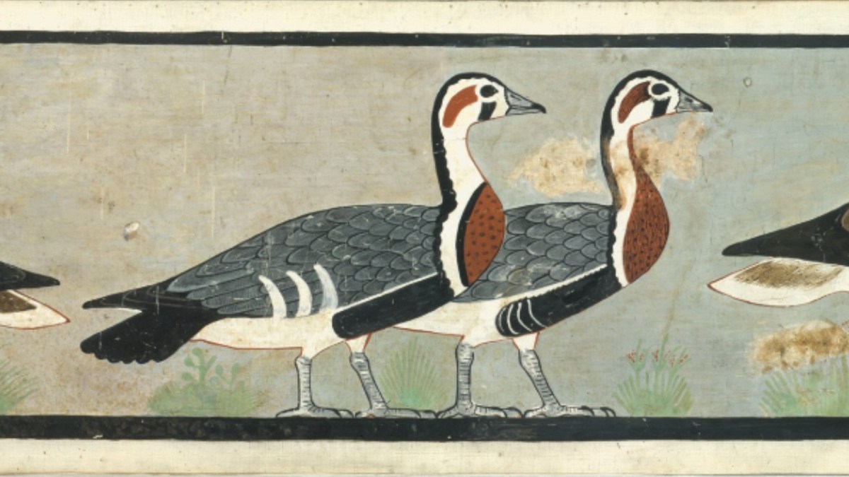 Zoom sur les oies issues d'une espèce disparue. // Source : Peinture issue de la tombe d'Itet (ancien empire de l'Égypte antique, 4 600 ans avant le XXIe siècle). Zoom sur les oies issues d'une espèce disparue. // Source : Peinture issue de la tombe d'Itet (ancien empire de l'Égypte antique, 4 600 ans avant le XXIe siècle).