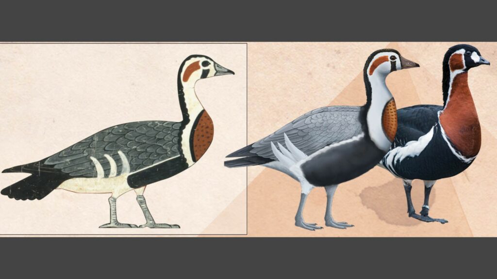 Comparaison entre l'oie présente sur le tableau (gauche) et Branta ruficollis (toute à droite). // Source : University of Queensland Comparaison entre l'oie présente sur le tableau (gauche) et Branta ruficollis (toute à droite). // Source : University of Queensland