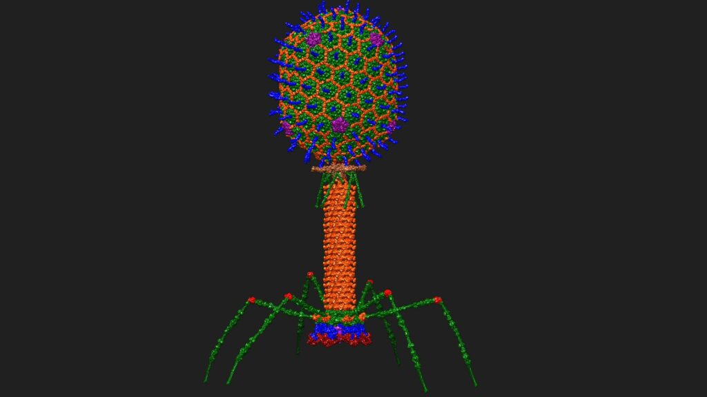 C'est à cela que ressemble un bactériophage -- ici modélisé à travers sa structure atomique. // Source : Dr Victor Padilla-Sanchez C'est à cela que ressemble un bactériophage -- ici modélisé à travers sa structure atomique. // Source : Dr Victor Padilla-Sanchez