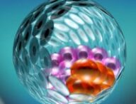 Image de synthèse d'un « iBlastoïde ». // Source : Monash University