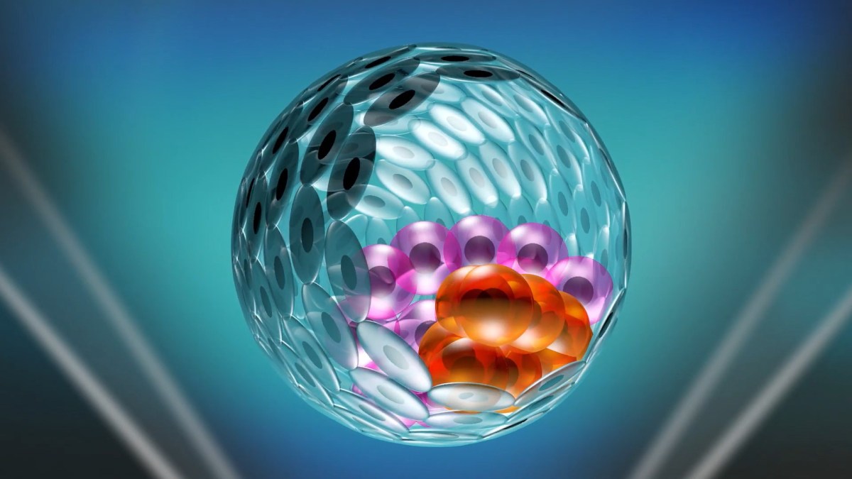 Image de synthèse d'un « iBlastoïde ». // Source : Monash University Image de synthèse d'un « iBlastoïde ». // Source : Monash University