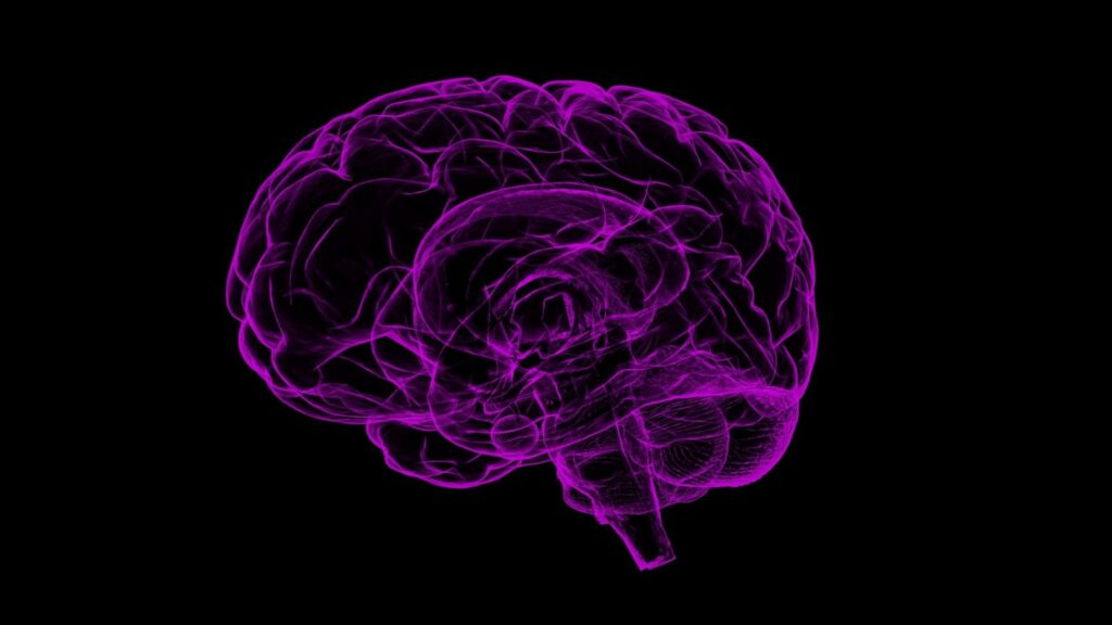 Cerveau humain. // Source : Pixabay Cerveau humain. // Source : Pixabay
