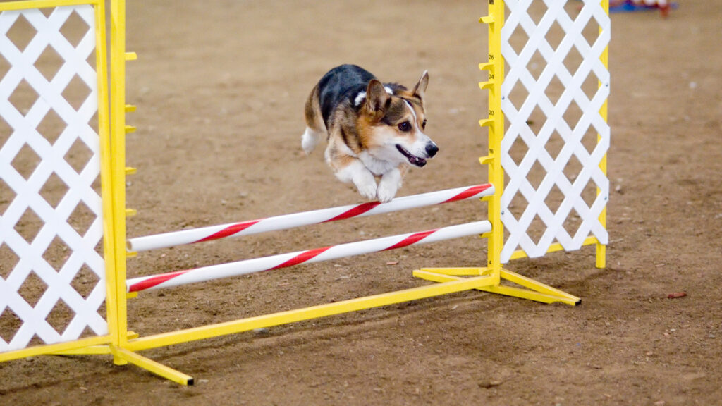 La récompense doit être grande, pour ce corgi. // Source : Wikimedia/CC/Ron Armstrong from Helena, MT, USA (photo recadrée) La récompense doit être grande, pour ce corgi. // Source : Wikimedia/CC/Ron Armstrong from Helena, MT, USA (photo recadrée)