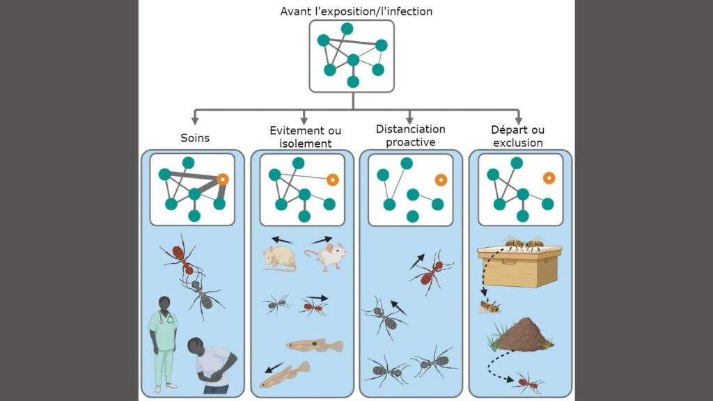 Les différents mécanismes de réaction face aux infections, chez certains animaux et insectes. // Source : Stockmaier & Al., Science, 2021 Les différents mécanismes de réaction face aux infections, chez certains animaux et insectes. // Source : Stockmaier & Al., Science, 2021