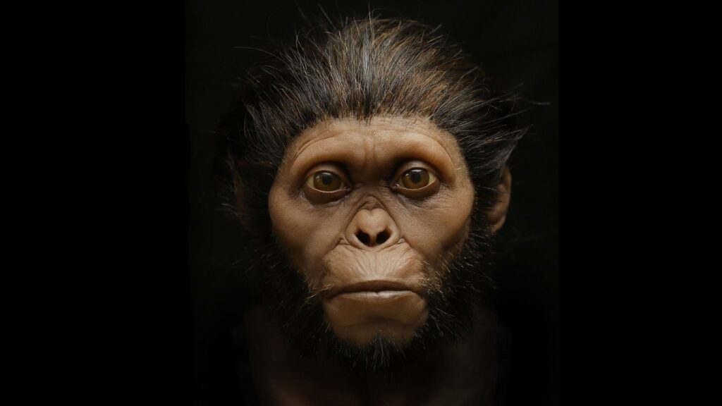 Enfant de Taung // Source : R. Campbell, G. Vinas, M. Henneberg, R. Diogo