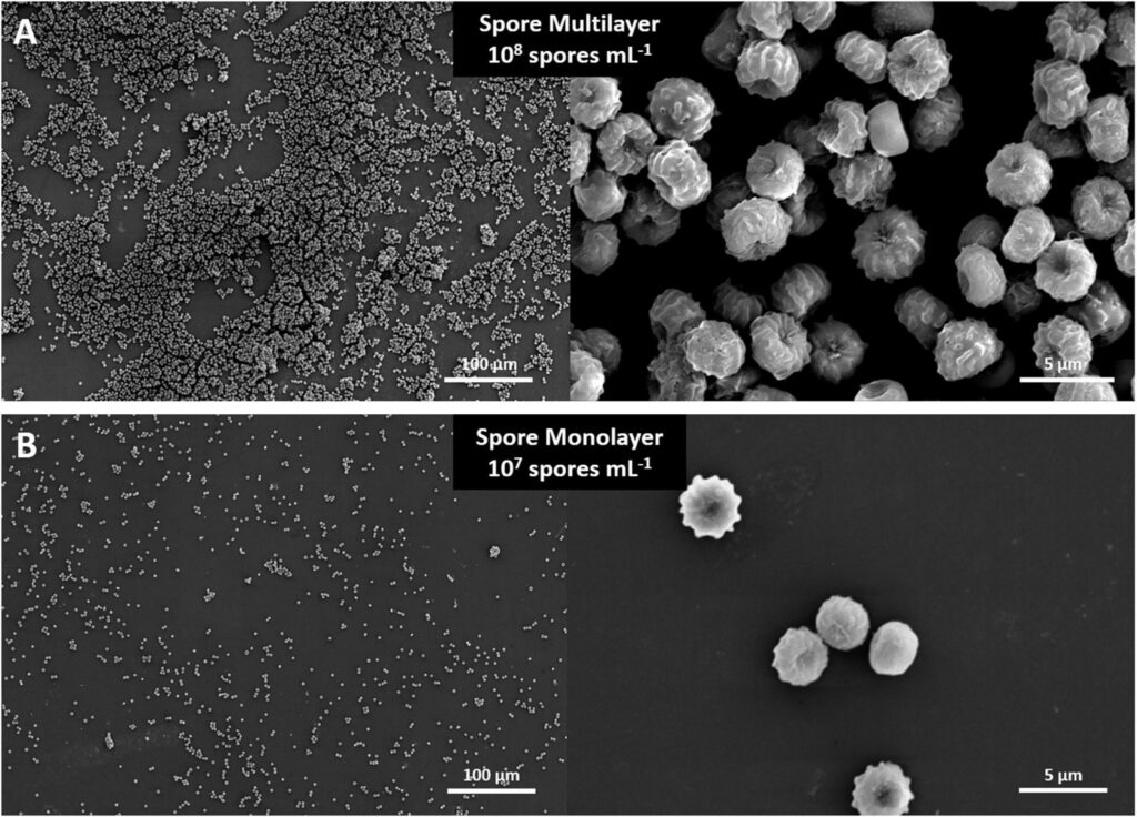 Images de Aspergillus niger. // Source : Étude Images de Aspergillus niger. // Source : Étude