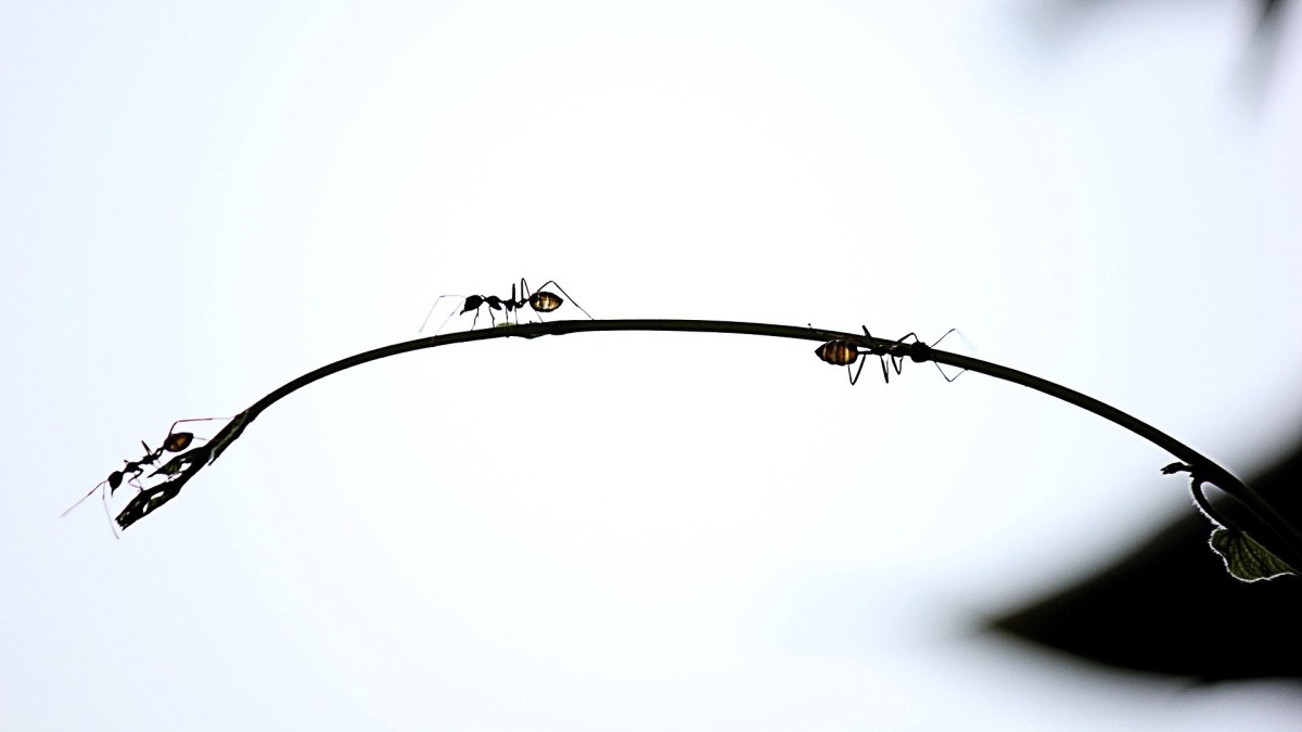 Des fourmis noires. // Source : Pixabay Des fourmis noires. // Source : Pixabay