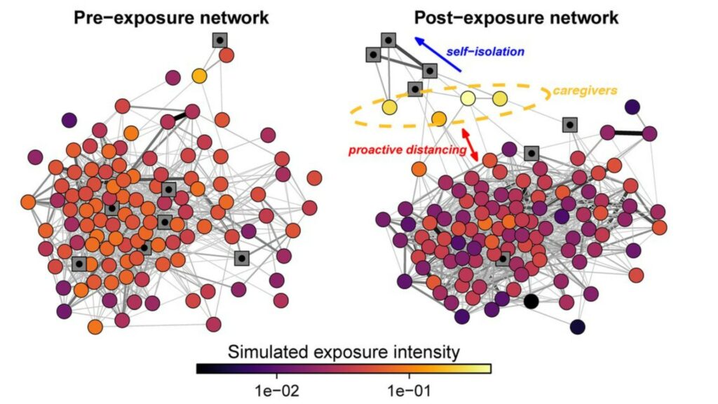 À gauche, l'organisation du nid avant exposition. À droite, organisation après que des individus aient été exposés à un pathogène : la fourmilière se divise en différents groupes isolés. // Source : Stockmaier & al., Science, 2021 À gauche, l'organisation du nid avant exposition. À droite, organisation après que des individus aient été exposés à un pathogène : la fourmilière se divise en différents groupes isolés. // Source : Stockmaier & al., Science, 2021