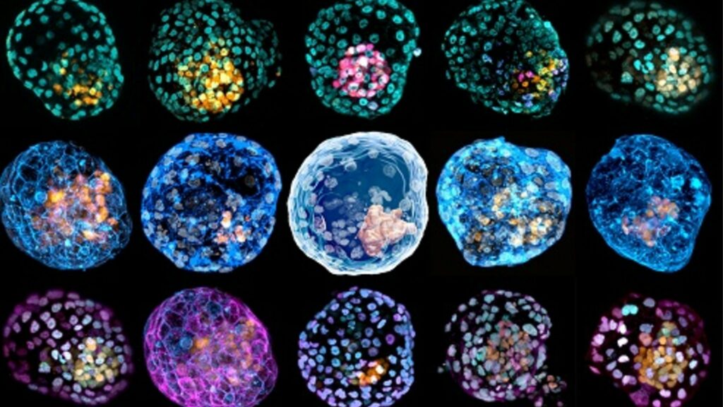 Voici à quoi ressemblent les « iBlastoïdes », reproduits ici en image de synthèse. // Source : Monash University Voici à quoi ressemblent les « iBlastoïdes », reproduits ici en image de synthèse. // Source : Monash University