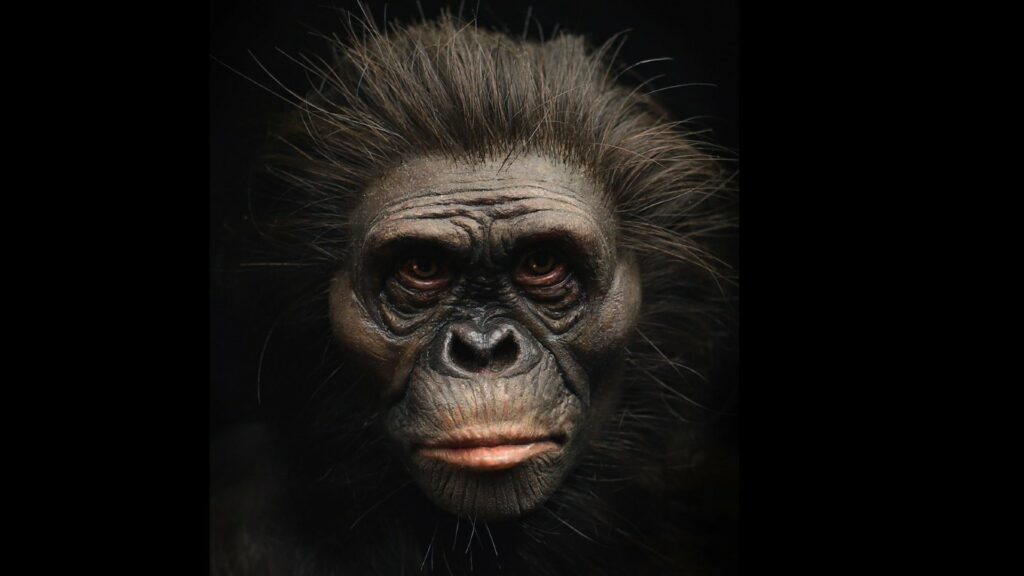 Lucy. // Source : R. Campbell, G. Vinas, M. Henneberg, R. Diogo