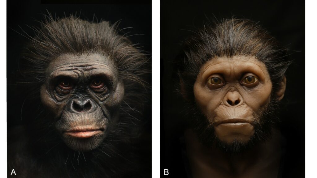 Lucy et l'enfant de Taung. // Source : R. Campbell, G. Vinas, M. Henneberg, R. Diogo