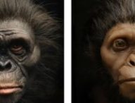 Source : Lucy à gauche, l'enfant de Taung à droite. (R. Campbell, G. Vinas, M. Henneberg, R. Diogo)