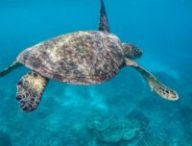 Tortue de mer. // Source : Pixabay