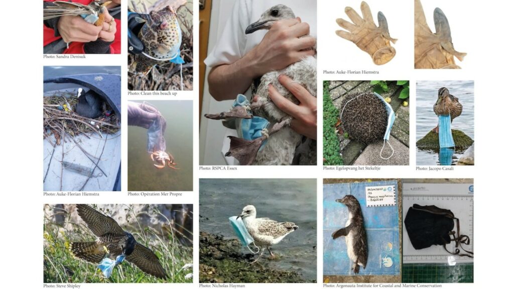 Photos prises d'interactions problématiques entre les déchets pandémiques et la biodiversité. // Source : CovierLitter Photos prises d'interactions problématiques entre les déchets pandémiques et la biodiversité. // Source : CovierLitter