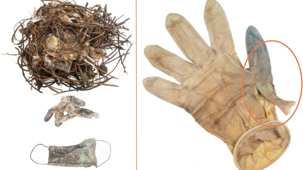 À gauche, un nid d'oiseau construit avec des masques. À droite, un poisson piégé dans un gant. // Source : CovidLitter À gauche, un nid d'oiseau construit avec des masques. À droite, un poisson piégé dans un gant. // Source : CovidLitter