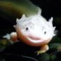 Un axolotl. // Source : Pexels Un axolotl. // Source : Pexels
