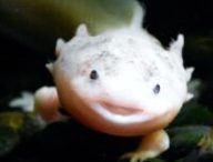 Un axolotl. // Source : Pexels