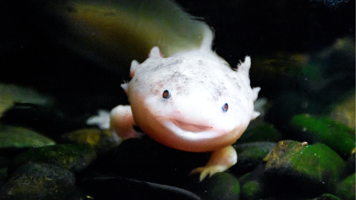 Un axolotl. // Source : Pexels Un axolotl. // Source : Pexels