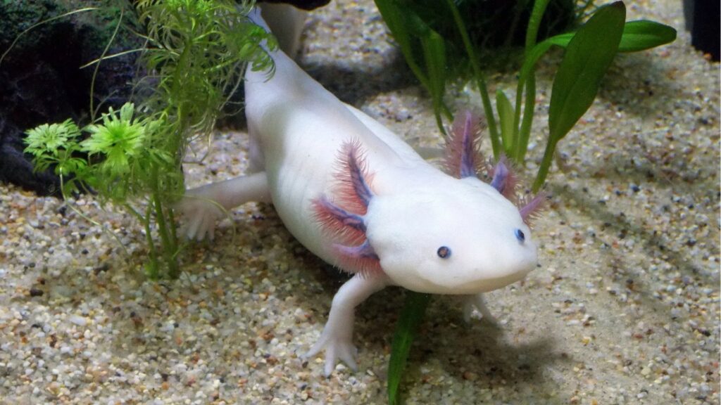Un axolotl souriant à la vie. // Source : Pixabay Un axolotl souriant à la vie. // Source : Pixabay