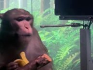 Le singe Pager a joué une partie de Pong, par la pensée grâce à une interface développée par Neuralink // Source : Youtube / Neuralink Le singe Pager a joué une partie de Pong, par la pensée grâce à une interface développée par Neuralink // Source : Youtube / Neuralink