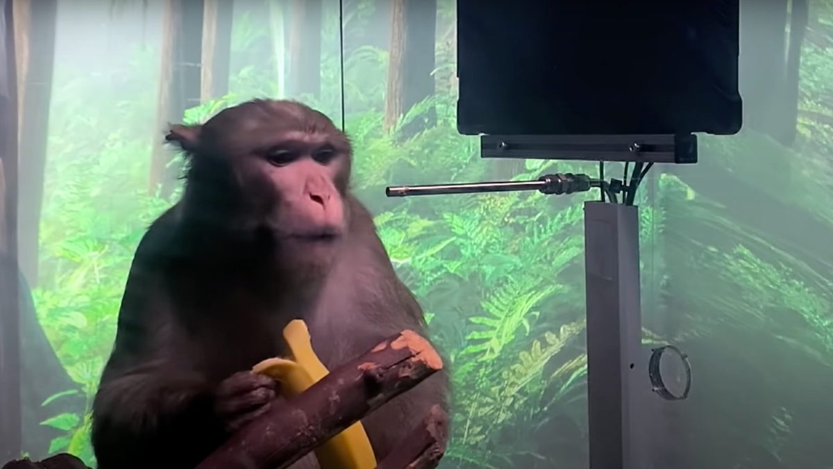 Le singe Pager a joué une partie de Pong, par la pensée grâce à une interface développée par Neuralink // Source : Youtube / Neuralink Le singe Pager a joué une partie de Pong, par la pensée grâce à une interface développée par Neuralink // Source : Youtube / Neuralink