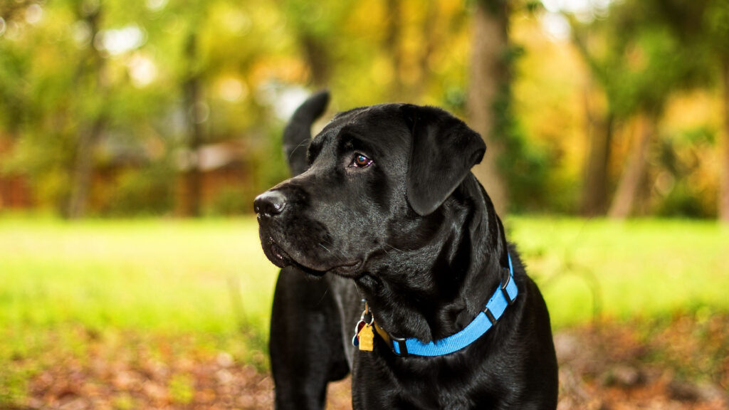 chien chien