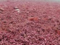Source : Mark Milburn/Atlantic Scuba
