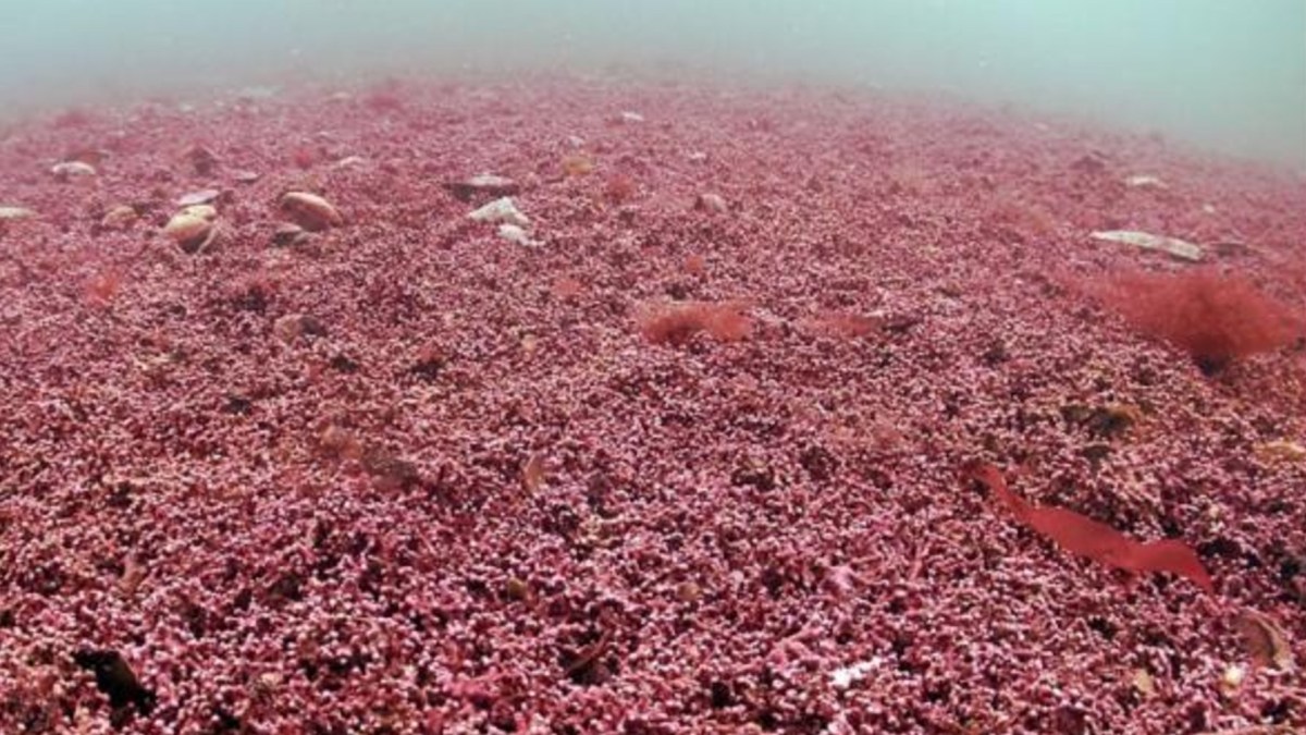 Source : Mark Milburn/Atlantic Scuba Source : Mark Milburn/Atlantic Scuba