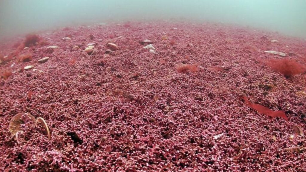 Les algues rouges distinguées génétiquement, surnommées falgae par les auteurs. // Source : Mark Milburn/Atlantic Scuba Les algues rouges distinguées génétiquement, surnommées falgae par les auteurs. // Source : Mark Milburn/Atlantic Scuba