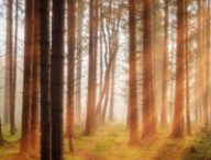 Vue d'une forêt. // Source : jplenio / pixabay