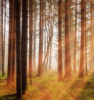Vue d'une forêt. // Source : jplenio / pixabay