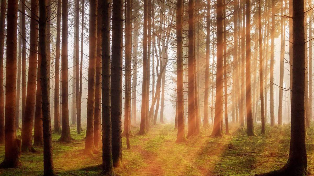 Vue d'une forêt. // Source : jplenio / pixabay Vue d'une forêt. // Source : jplenio / pixabay